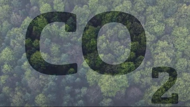 Der Wald ist ein riesiger CO2-Speicher